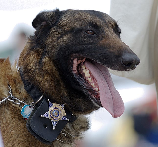 should police dogs be treated as Today we are going to talk about how using food rewards can effect motivation while training your dog if your are interested i will be doing a video podcast of this work and streaming it on the all-natural treat page on my web site and on itunes what is nice about the video podcast is you can actually see us working with dogs to explain the. should police dogs be treated as Today we are going to talk about how using food rewards can effect motivation while training your dog if your are interested i will be doing a video podcast of this work and streaming it on the all-natural treat page on my web site and on itunes what is nice about the video podcast is you can actually see us working with dogs to explain the.