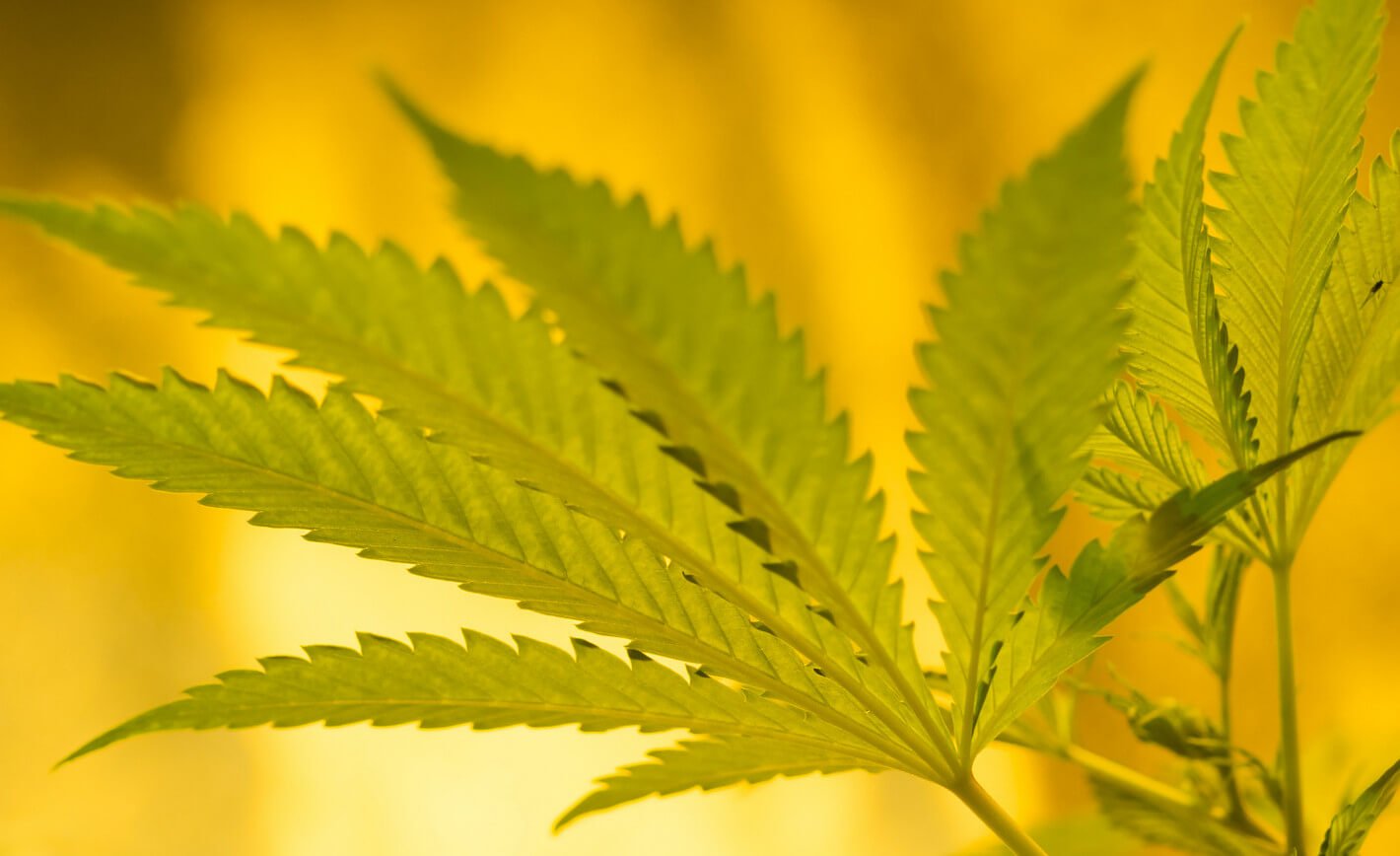 essay on whether or not marijuana should be legalized Thesis statement for legalization of marijuana asked themselves whether or not marijuana should be legalized 2 hybrid essay, draft 1 should marijuana be. essay on whether or not marijuana should be legalized Thesis statement for legalization of marijuana asked themselves whether or not marijuana should be legalized 2 hybrid essay, draft 1 should marijuana be.