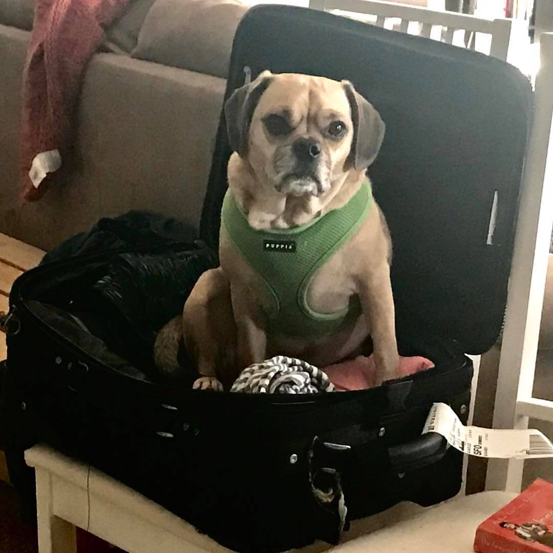 puggleOlliedoesn’twantmetoleave